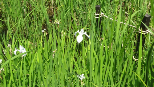 Iris laevigata, photograph 6