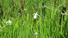 Iris laevigata, photograph (c) yajapin, some rights reserved (CC BY)