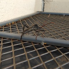 Acanthocephala declivis