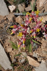 Dudleya saxosa collomiae