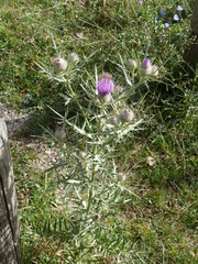 Cirsium tenoreanum