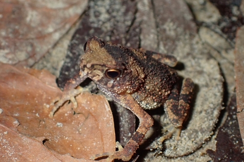 Ingerophrynus parvus observed 2026-05-16