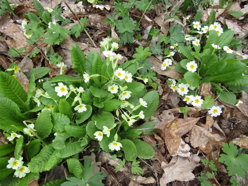Primula × polyantha, photograph 4