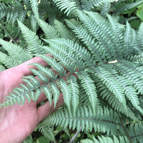 Anisocampium niponicum