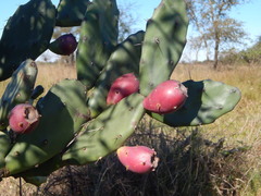 Opuntia elata