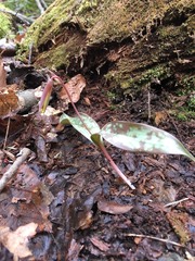 Erythronium americanum