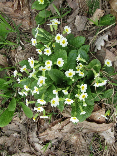 Primula × polyantha, photograph 5