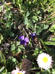 Viola odorata