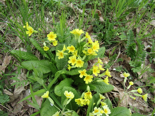 Primula × polyantha, photograph 3