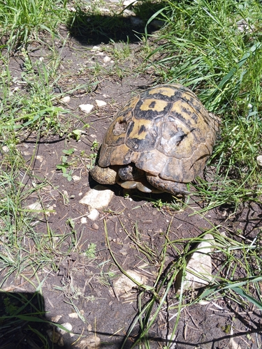 Greek Tortoise