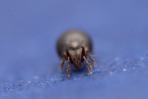 Achipteria coleoptrata