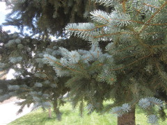 Picea pungens
