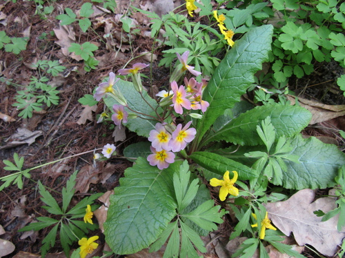 Primula × polyantha, photograph 2
