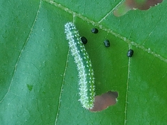 Periclista marginicollis
