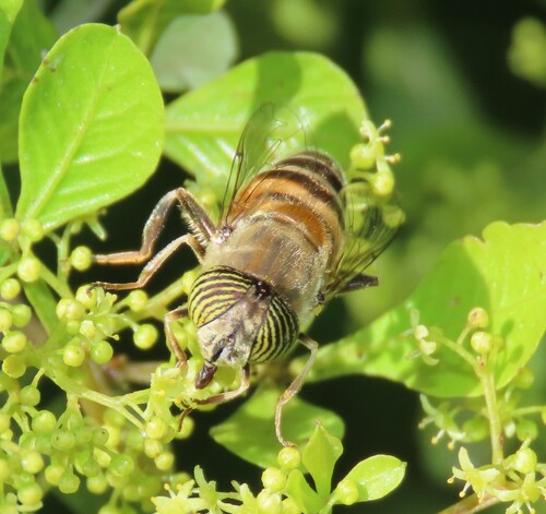 Stripe-eyed Lagoon Fly