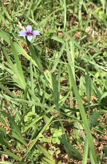 Sisyrinchium scabrum