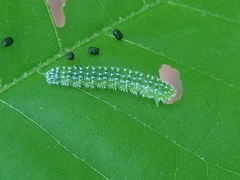 Periclista marginicollis