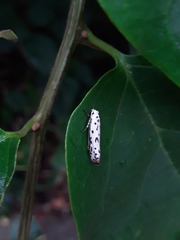 Ethmia kirbyi