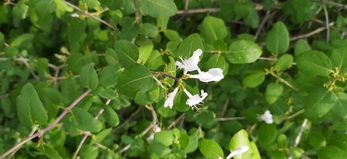 Lonicera nummulariifolia