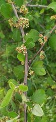 Lonicera nummulariifolia, photograph author not stated, no rights reserved