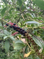 Phytolacca icosandra