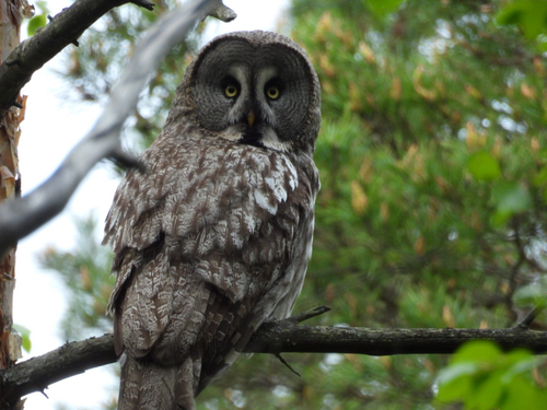 Great Gray Owl