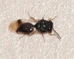 Eucharitidae