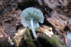 Clitocybula azurea