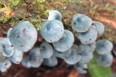 Clitocybula azurea