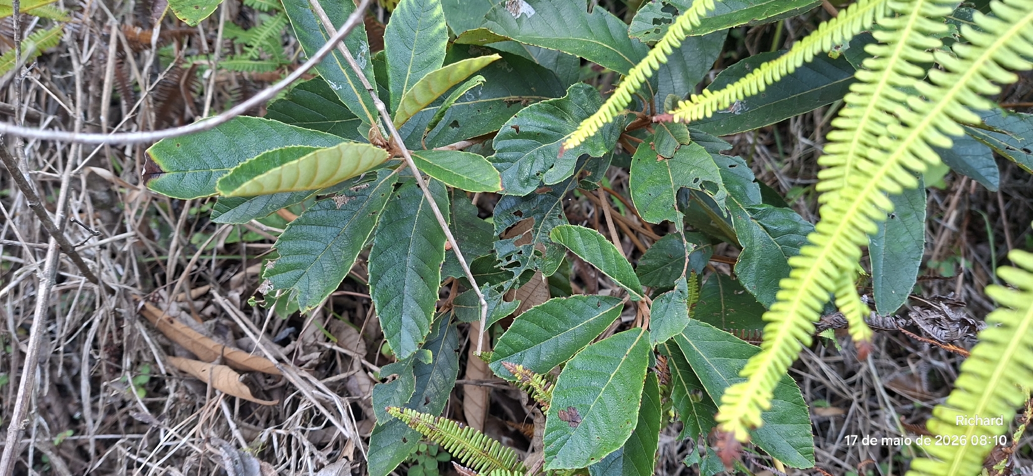 Clethra scabra