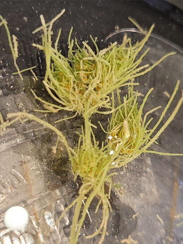 Tolypella observed 2026-05-15
