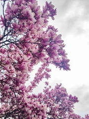 Magnolia × soulangeana