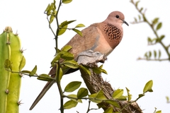 Streptopelia senegalensis