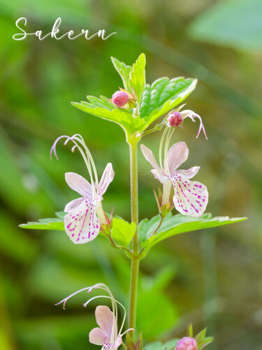 Schnabelia terniflora