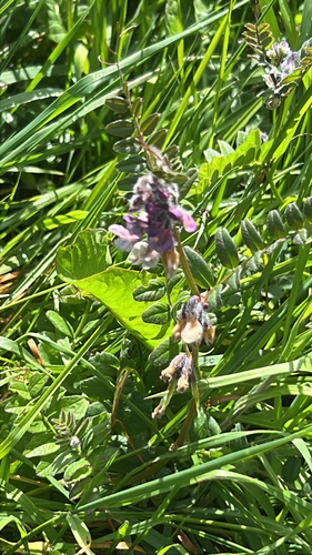 Bush Vetch