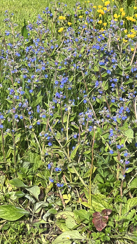 Green Alkanet