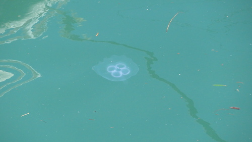 Asian moon jellyfish (Aurelia coerulea), a species recorded in California