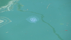 ミズクラゲ