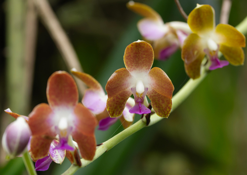 Marriottiana Orchid