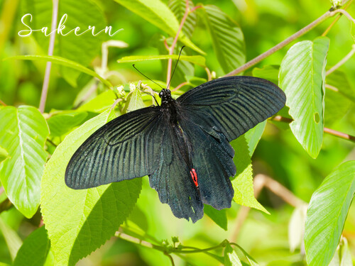 Spangle Swallowtail