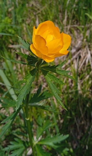 Trollius altaicus