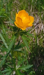 Trollius altaicus