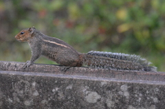 Funambulus tristriatus
