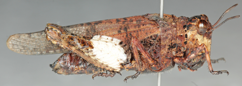 Lichen Grasshoppers