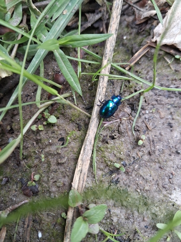 Himmelblauer Blattkäfer