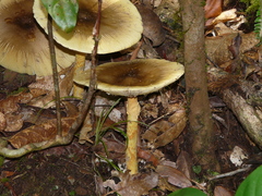 Amanita similis