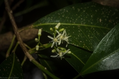 Acronychia oblongifolia