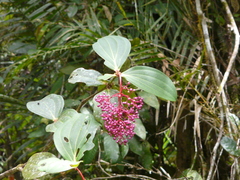 Medinilla speciosa