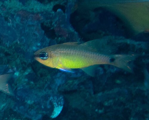 Ostorhinchus flavus observed 2026-05-02