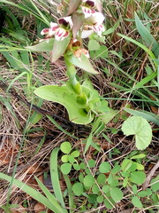 Satyrium sphaerocarpum